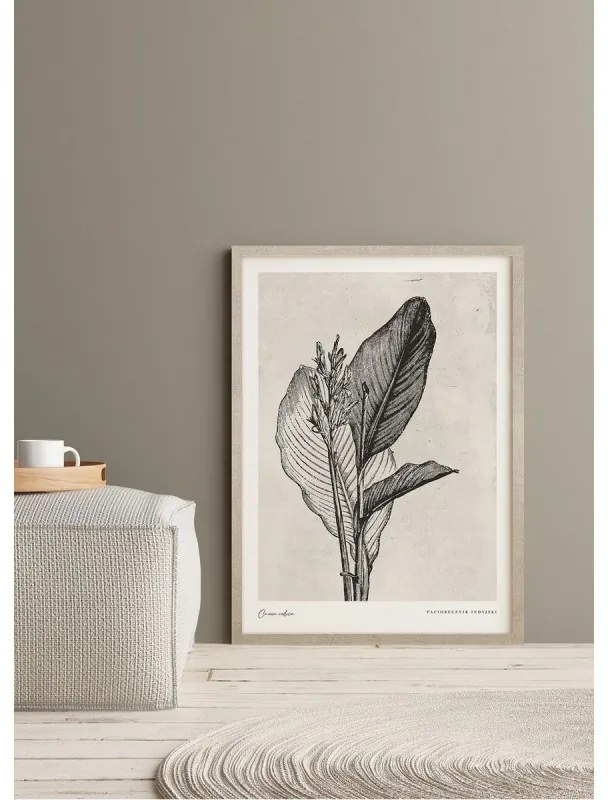 Canna indica leaves kép