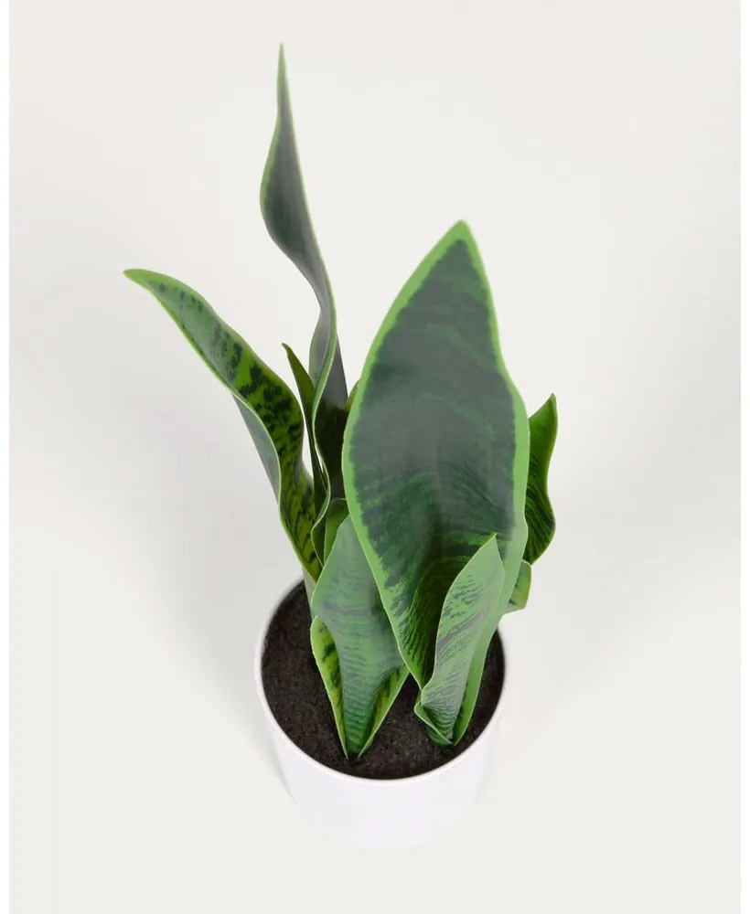 Műnövény (magasság 55 cm) Sansevieria – Kave Home