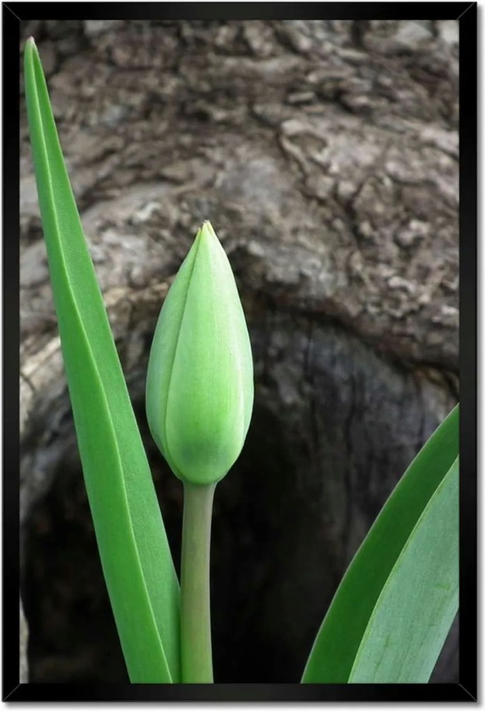 Poszter keretben 40x60 Zöld tulipán