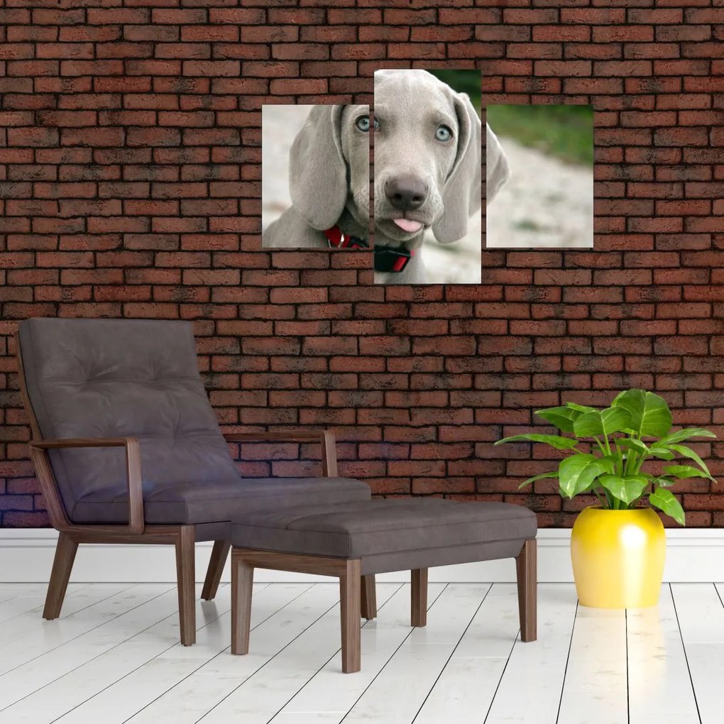 Kép - weimaraner kölyökkutya (90x60 cm)