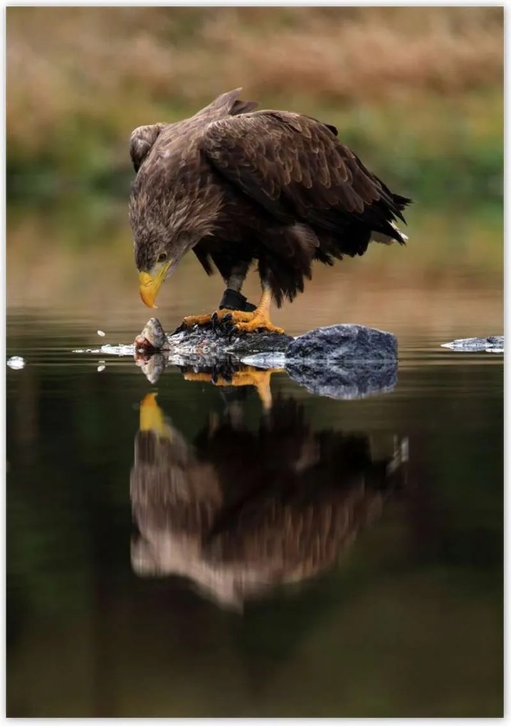 Poszterek 70x100 Madarak