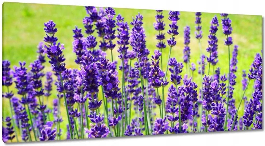 Vászonkép 115x55 Levendula virágok