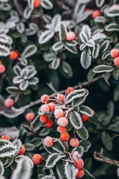 Fotográfia A bush with red berries in, Anastasiia Voloshko