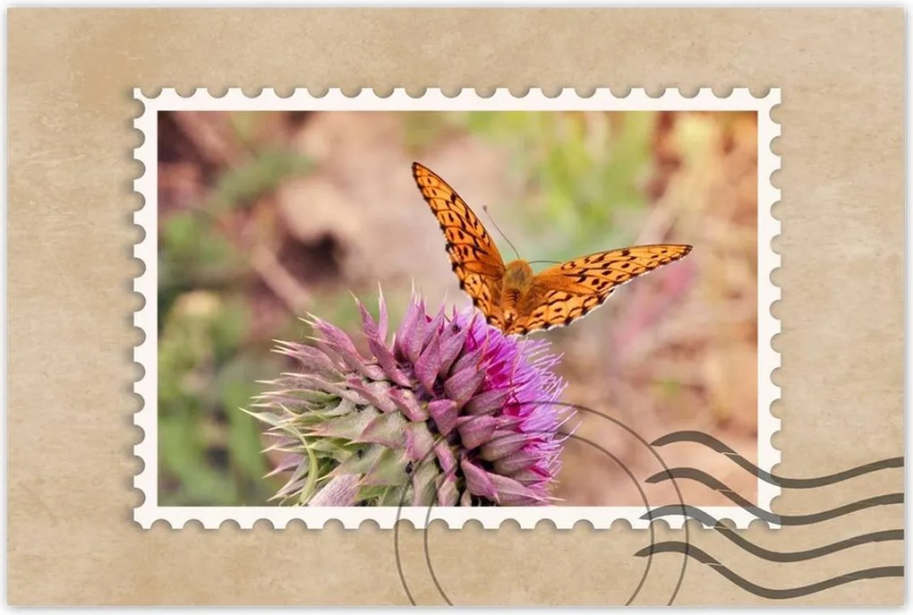 Poszterek 90x60 Pillangó