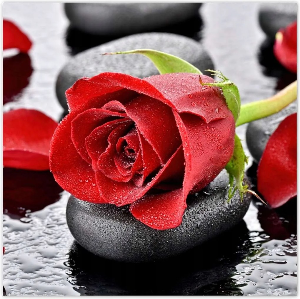 Fotótapéták 312x312 Vörös rózsa Neki