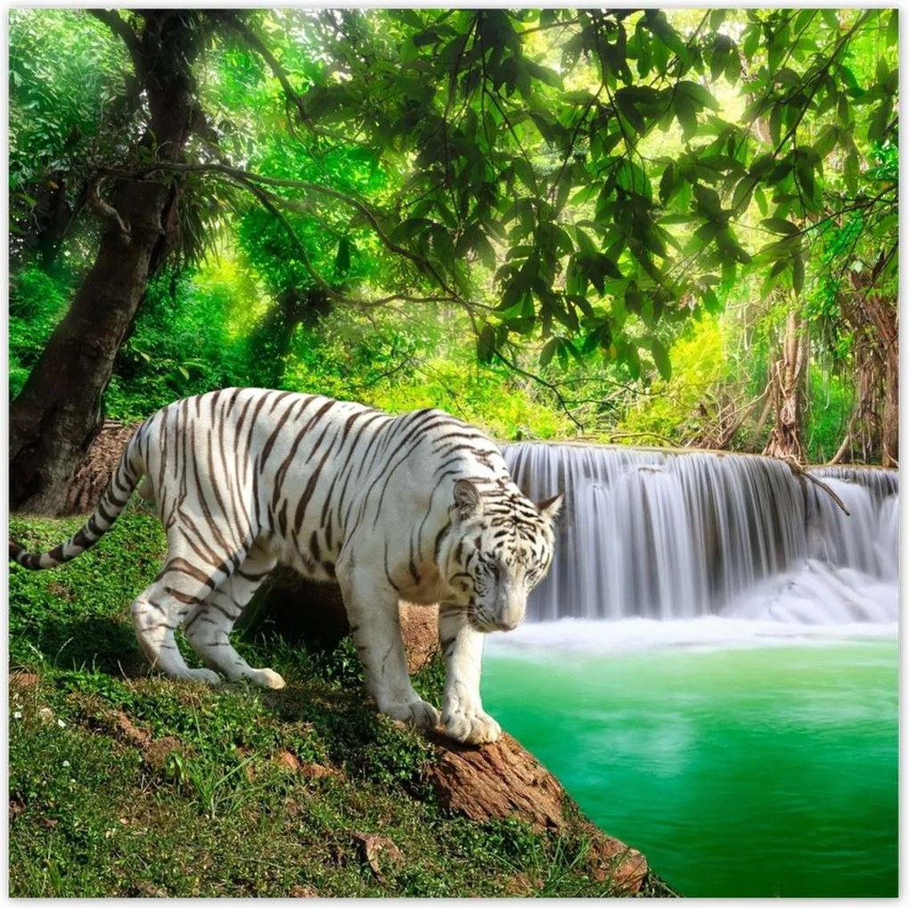 Poszterek 100x100 Tigris a vízesésnél