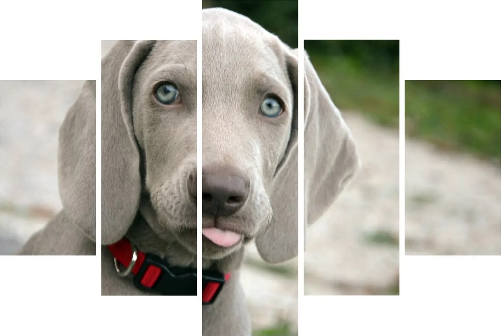 Kép - weimaraner kölyökkutya (150x105 cm)