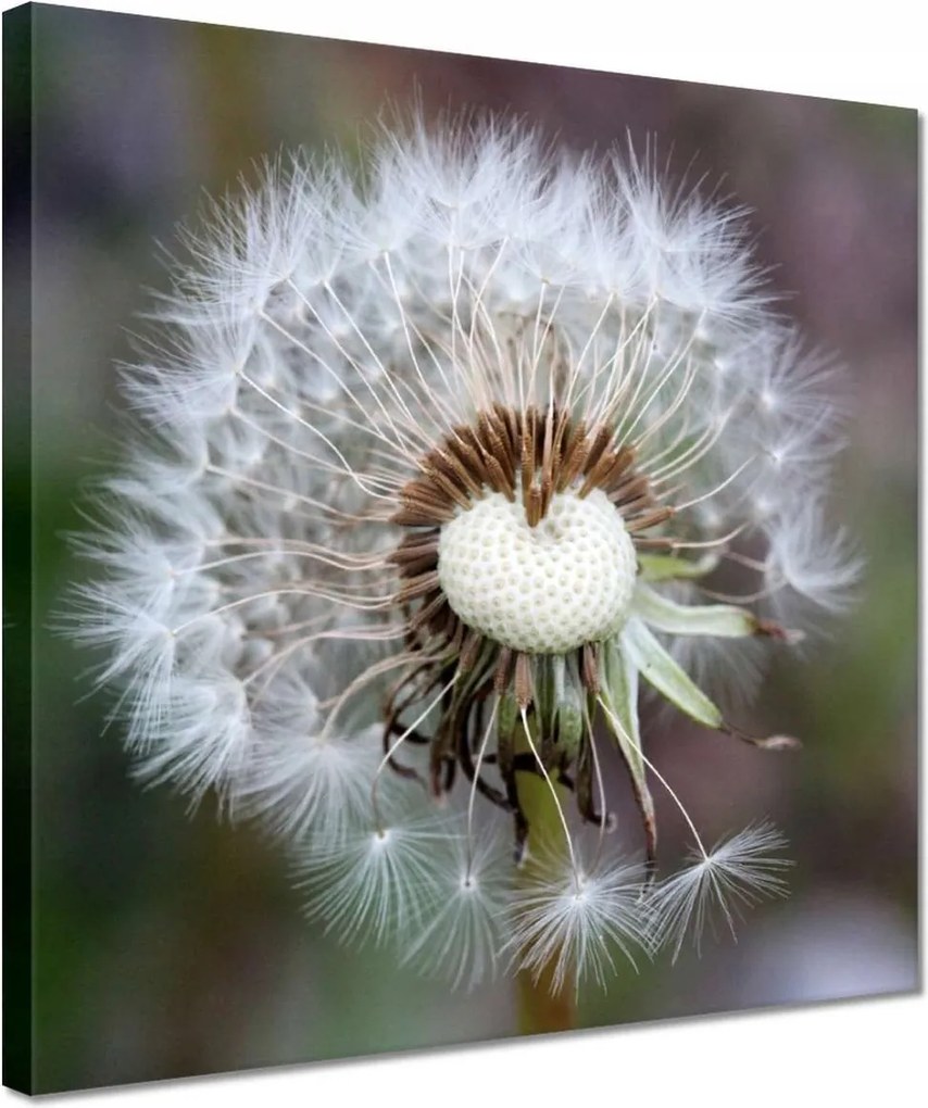 Vászonkép 30x30 Pitypang Virág Virágok