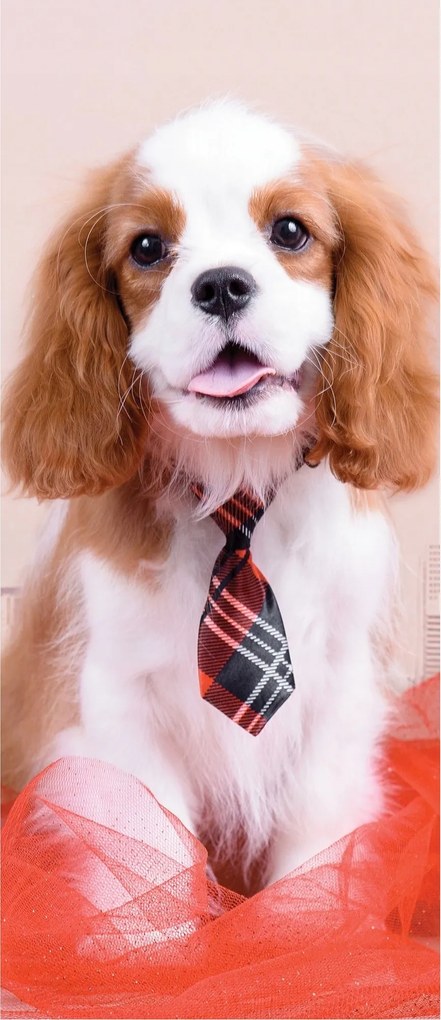 Matrica Fotótapéta Kiskutya Lovag nyakkendő városi stílus 91x211