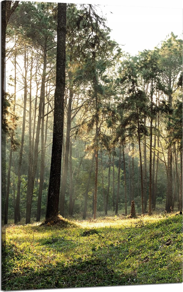 Vászonkép Erdő Fák Nap Természet 50x80 cm