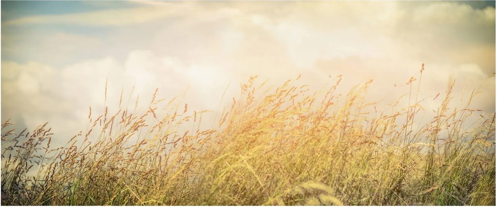 Kép - Mező ősszel (120x50 cm)