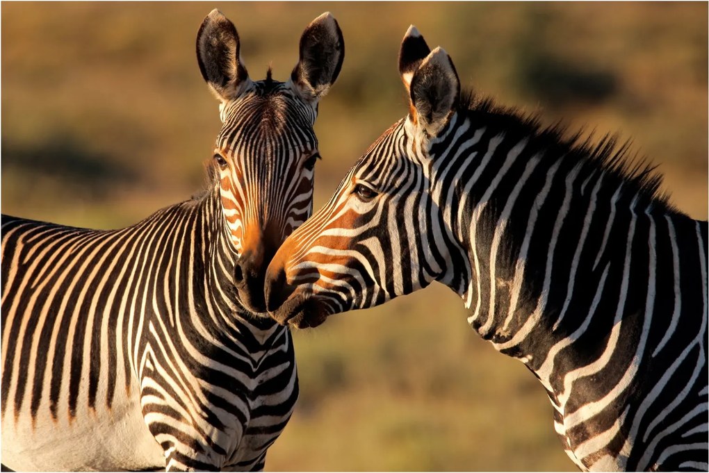 Kép - Két zebra (90x60 cm)