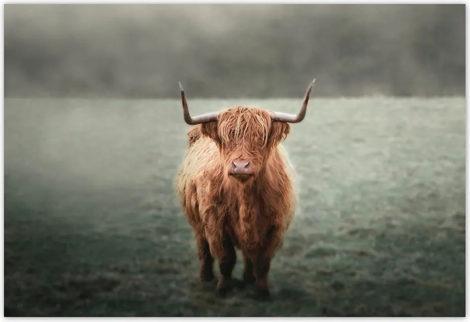 Fotótapéta flizelina 152x104 Skót tehén