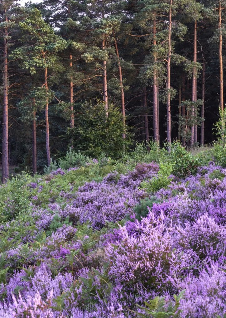 Poszter 64x90cm Hanga és fenyő, Assaf Frank
