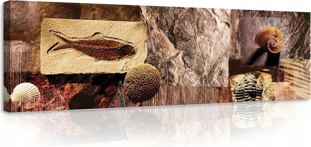 Vászonkép 145x45 Természet történelem fosszília kagyló levelek textúra föld