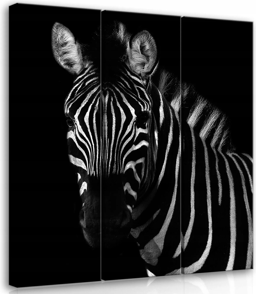 Vászonkép 90x100 Zebra csíkos fekete-fehér animalizmus kontraszt fali dekoráció