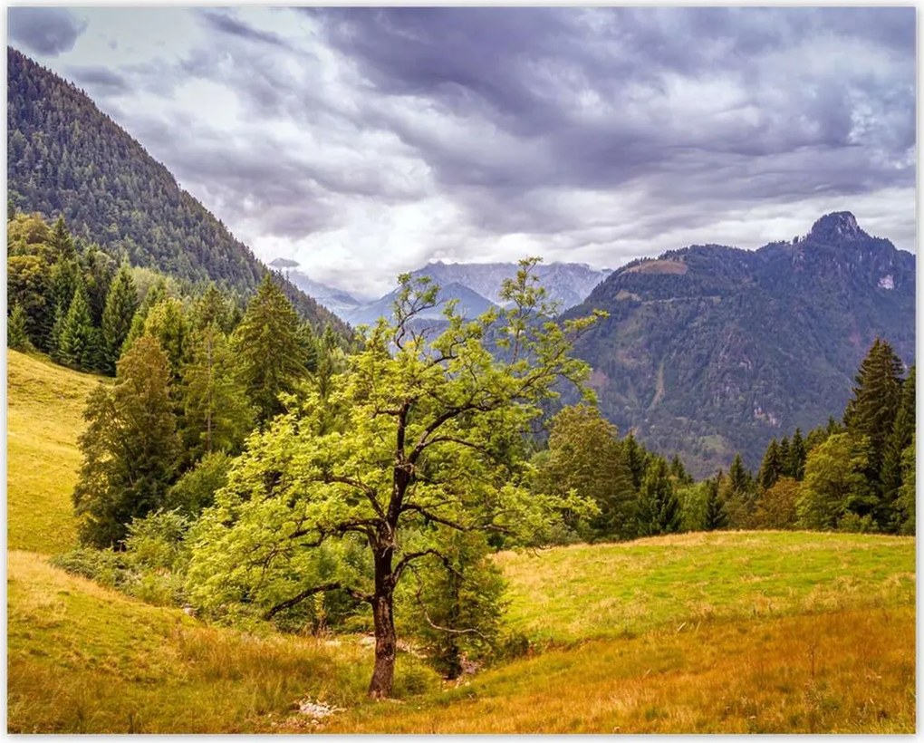 Poszterek 50x40 Fa az égig