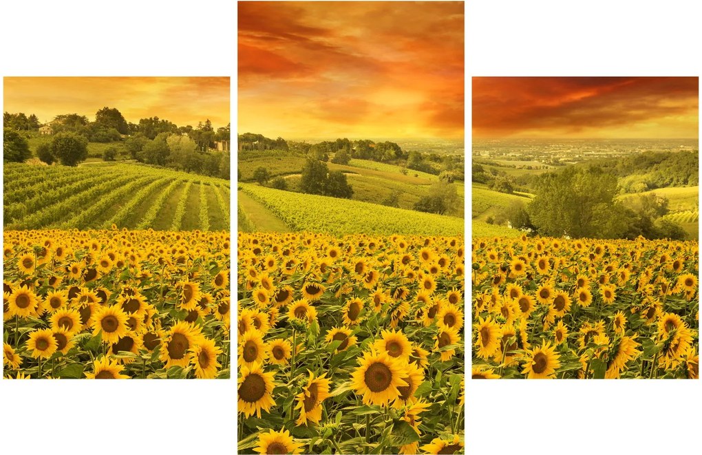 Kép - Napraforgó mező (90x60 cm)