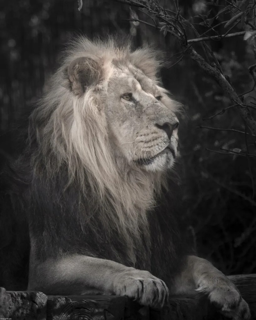 Poszter 40x50cm Oroszlán, Assaf Frank