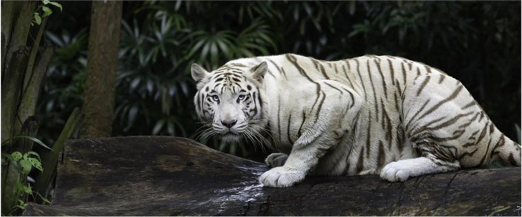 Kép - albínó tigris (120x50 cm)
