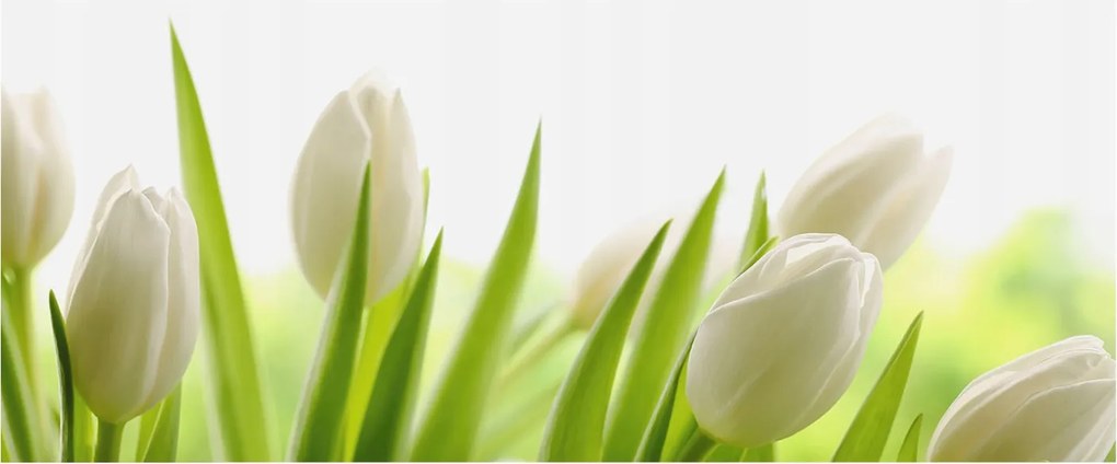 Dekoratív Fotótapéta Furnér Flizelin Fehér tulipánok 250x104 Ragasztó