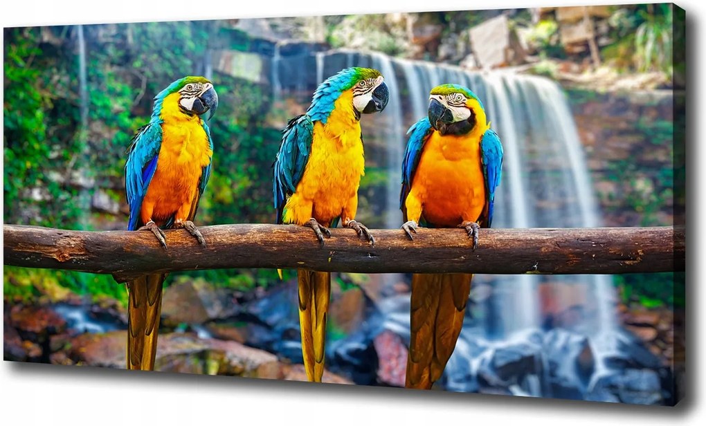 Vászonkép Papagájok az ágon 120x60 cm