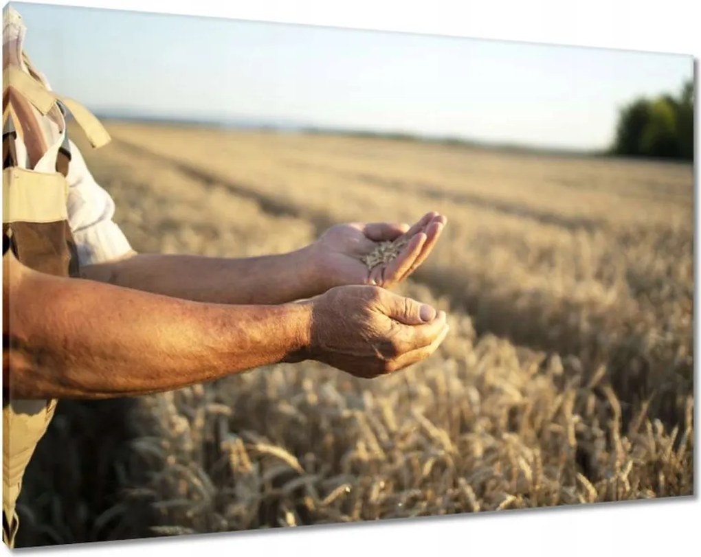 Vászonkép 100x70 A gazda kezei búzával