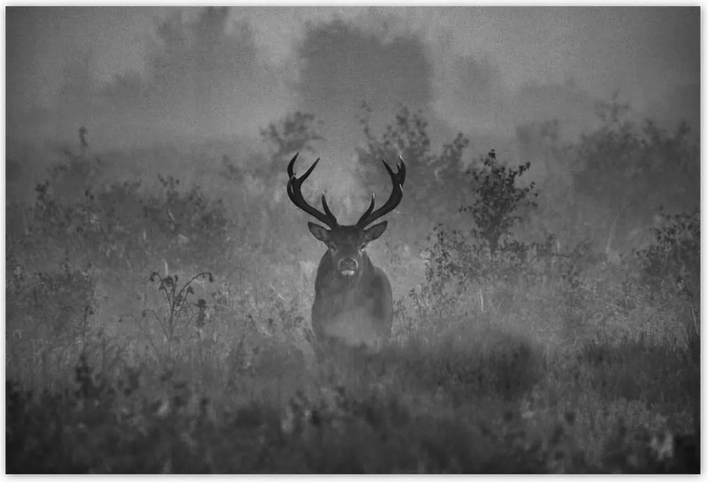 Poszterek 185x125 Szarvas a ködben