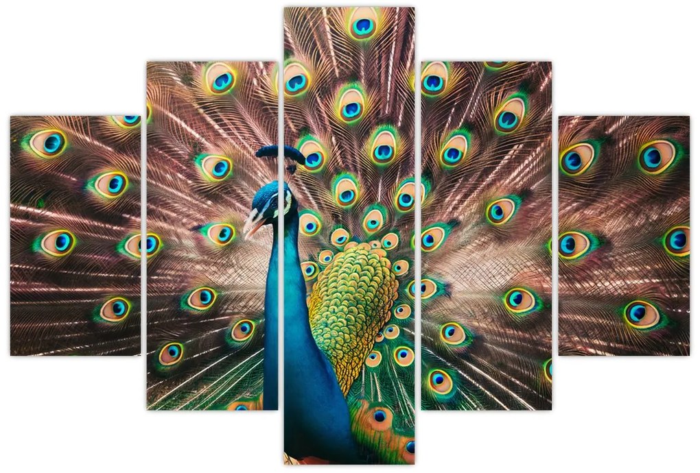 Kép - Páva (150x105 cm)