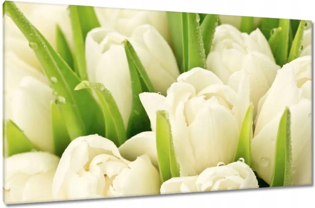 Vászonkép 120x70 Finom tulipánok