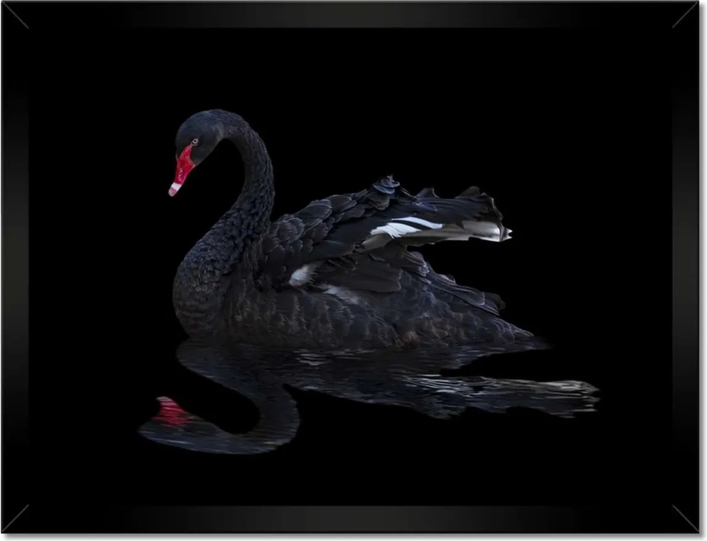 Poszterek keretben 40x30 Gyönyörű fekete hattyú