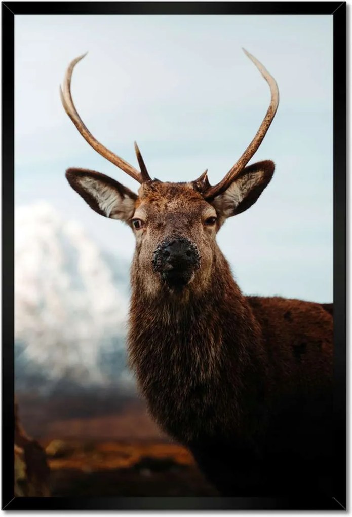 Poszter keretben 40x60 Szarvas felszarvazott