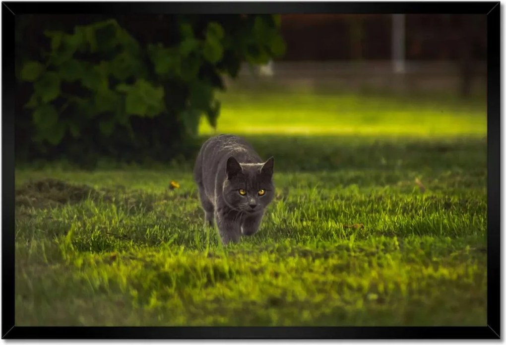Poszterek keretben 60x40 Cica Cicák