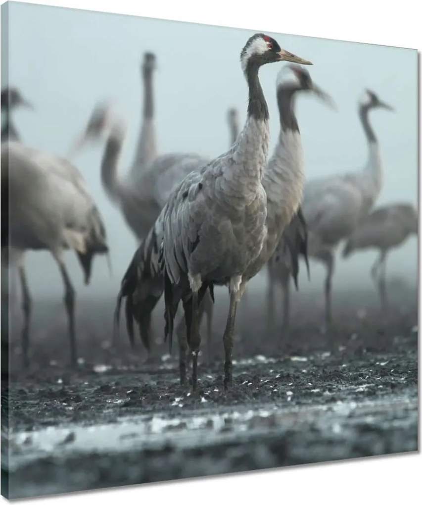 Vászonkép 50x50 Darvak a ködben