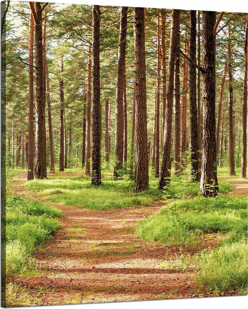 Vászonkép Ösvény az erdőben Fák Természet 80x100 cm