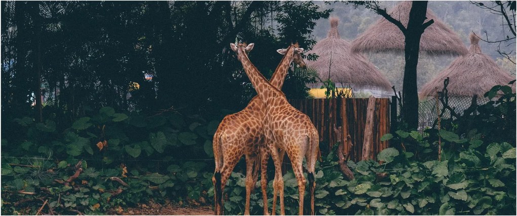 Két zsiráf képe (120x50 cm)