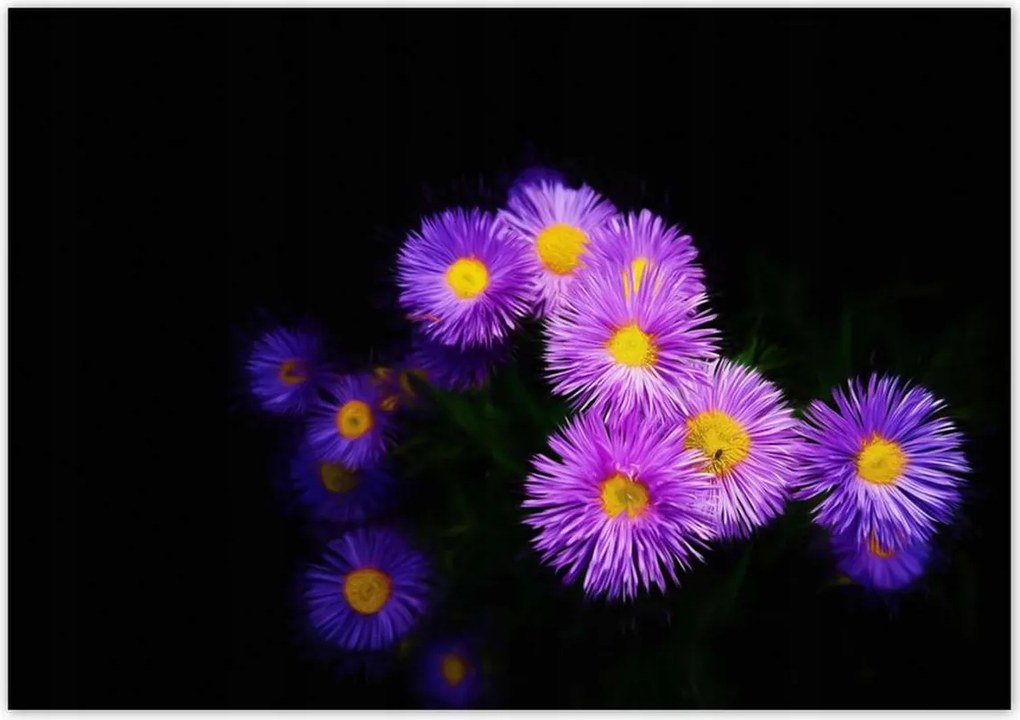 Poszterek 100x70 Lila őszirózsa virágok