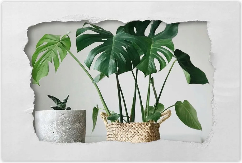 Poszter 60x40 Mosnter levelek lyukas