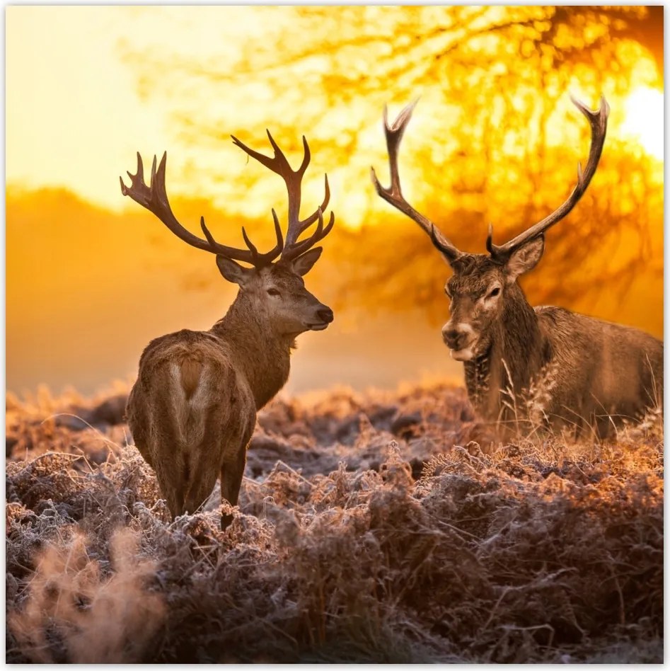 Fotótapéta flizelina 312x312 Szarvasok a rikkancson