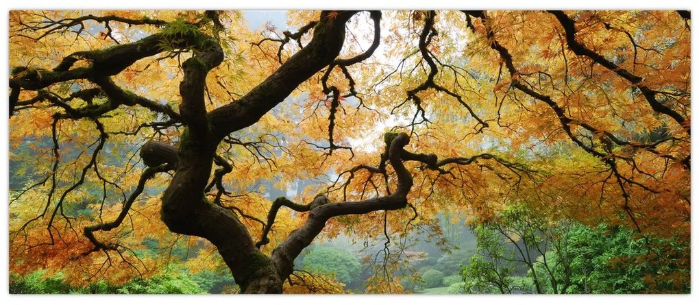 Egy sárga japán juhar képe, Portland, Oregon (120x50 cm)