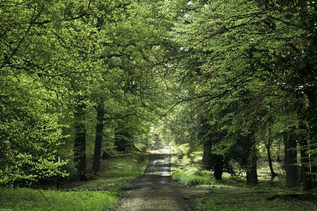 Poszter 45x30cm Tavaszi erdei ösvény, Assaf Frank