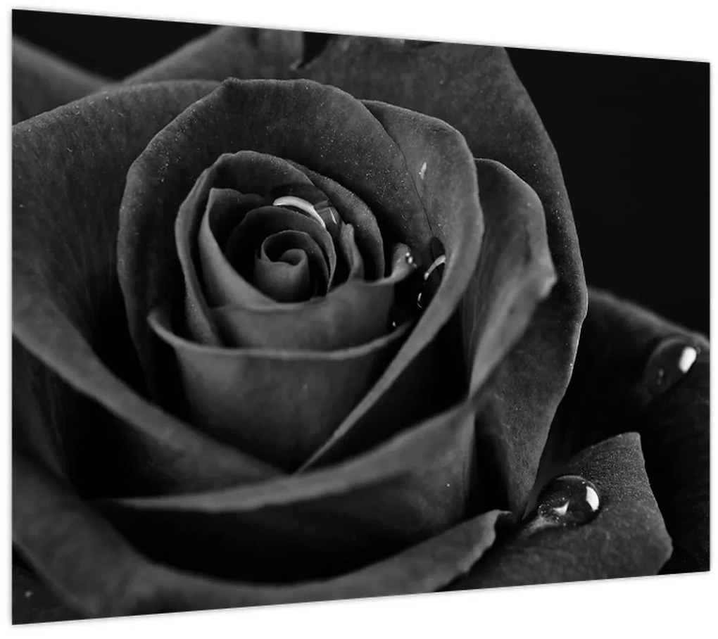 Kép - Bíborvörös rózsa (70x50 cm)