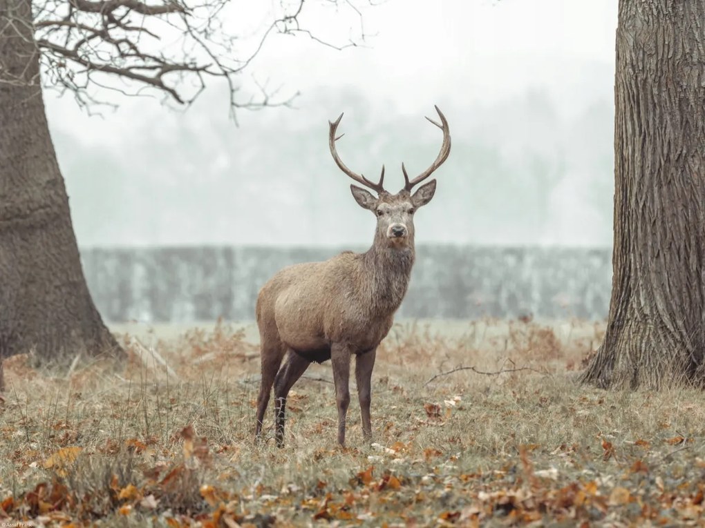 Poszter 40x30cm Szarvas az erdőben, Assaf Frank