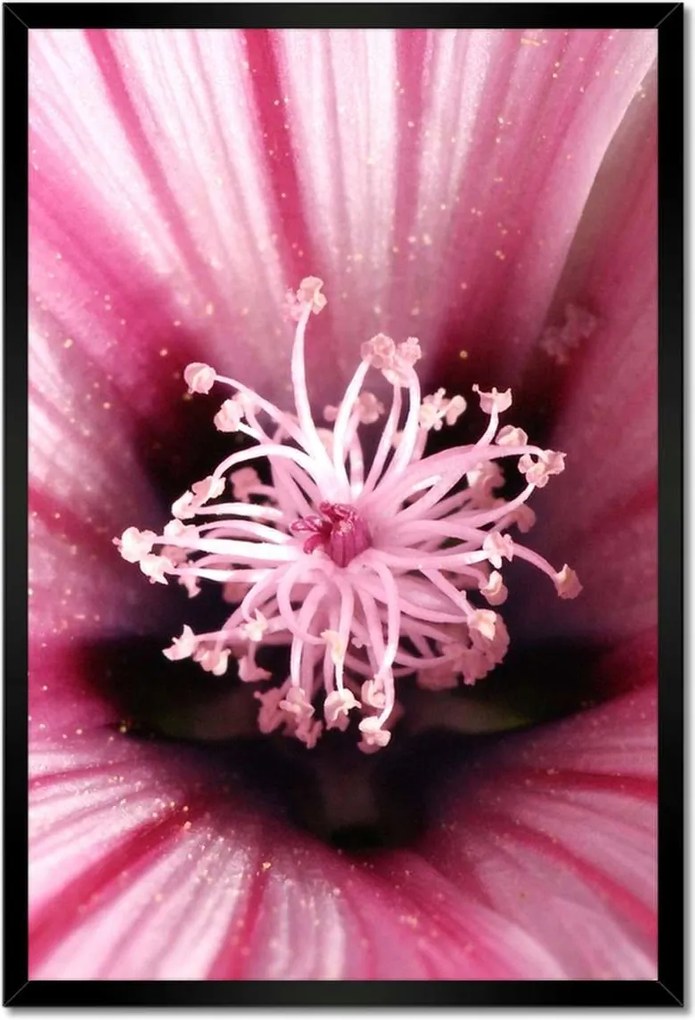 Poszterek keretben 40x60 Virágok