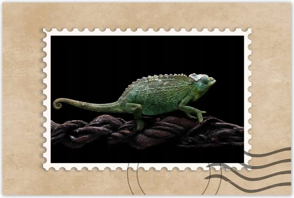 Poszterek 90x60 Hosszú zöld kaméleon