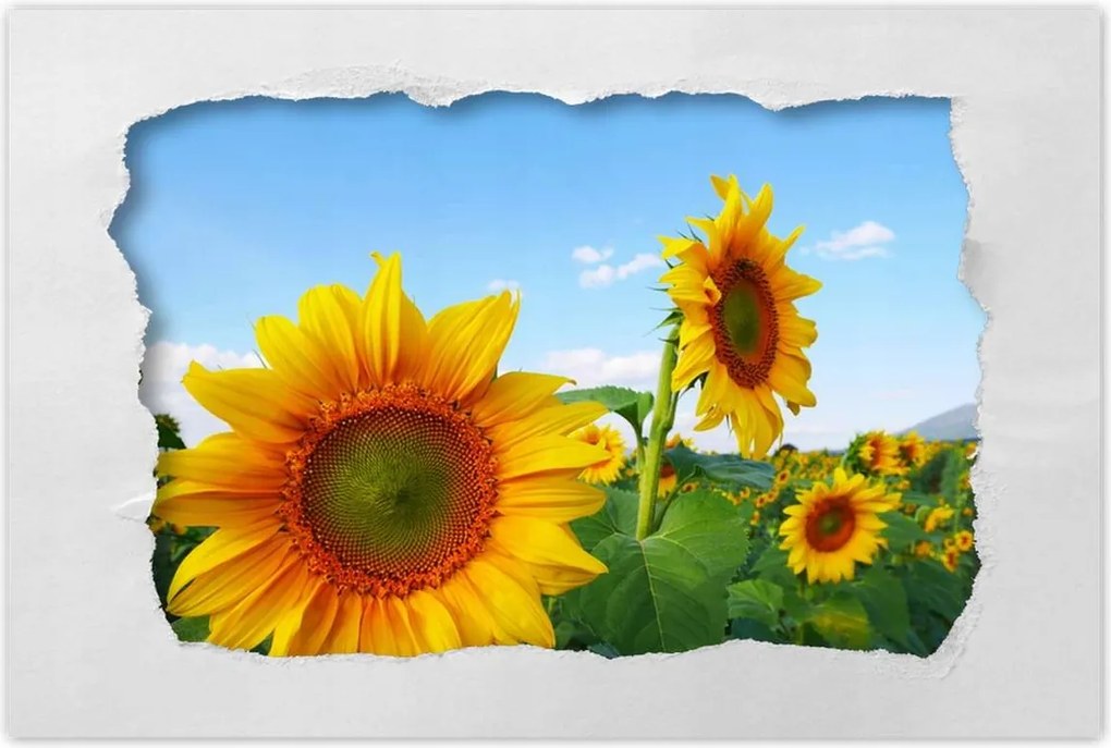 Poszterek 60x40 Napraforgók Égbolt