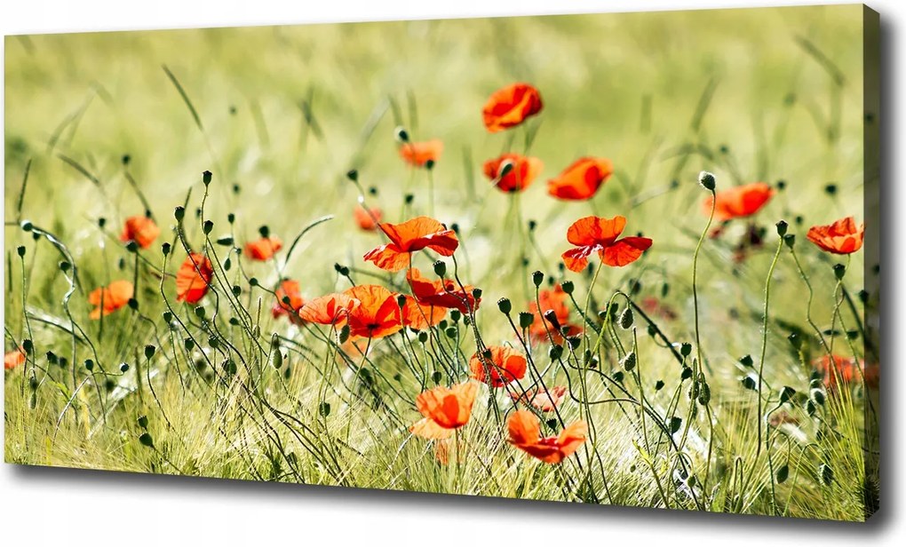 Vászonkép modern Pipacsok 120x60 cm