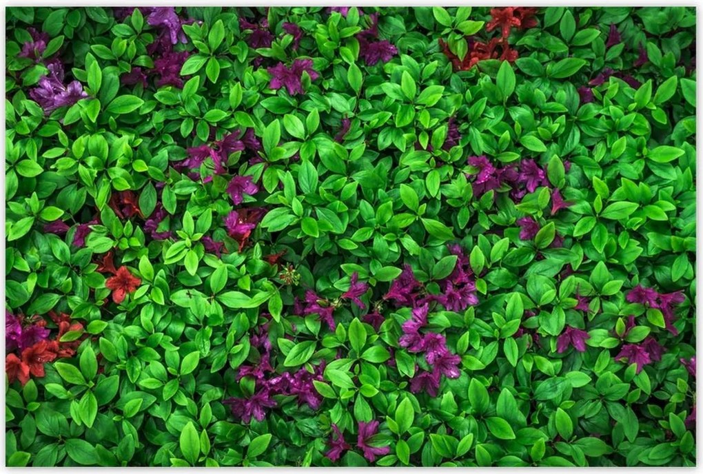 Poszterek 120x80 Kerti azálea