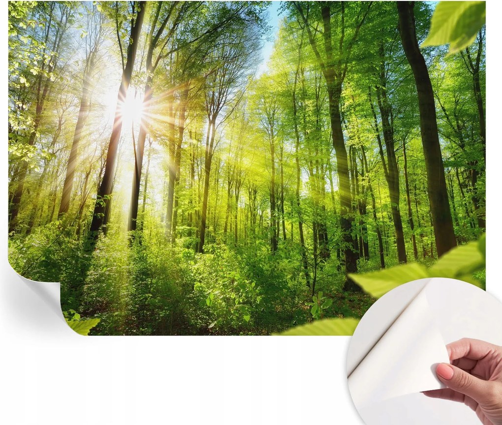 Öntapadós fali fotótapéta Hálószobába Erdei fény 312x219 cm