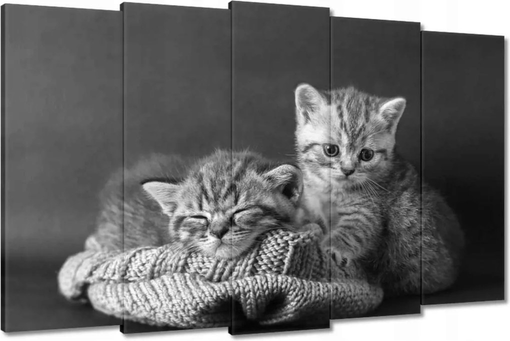 Vászonkép 150x95 Cicák Bw